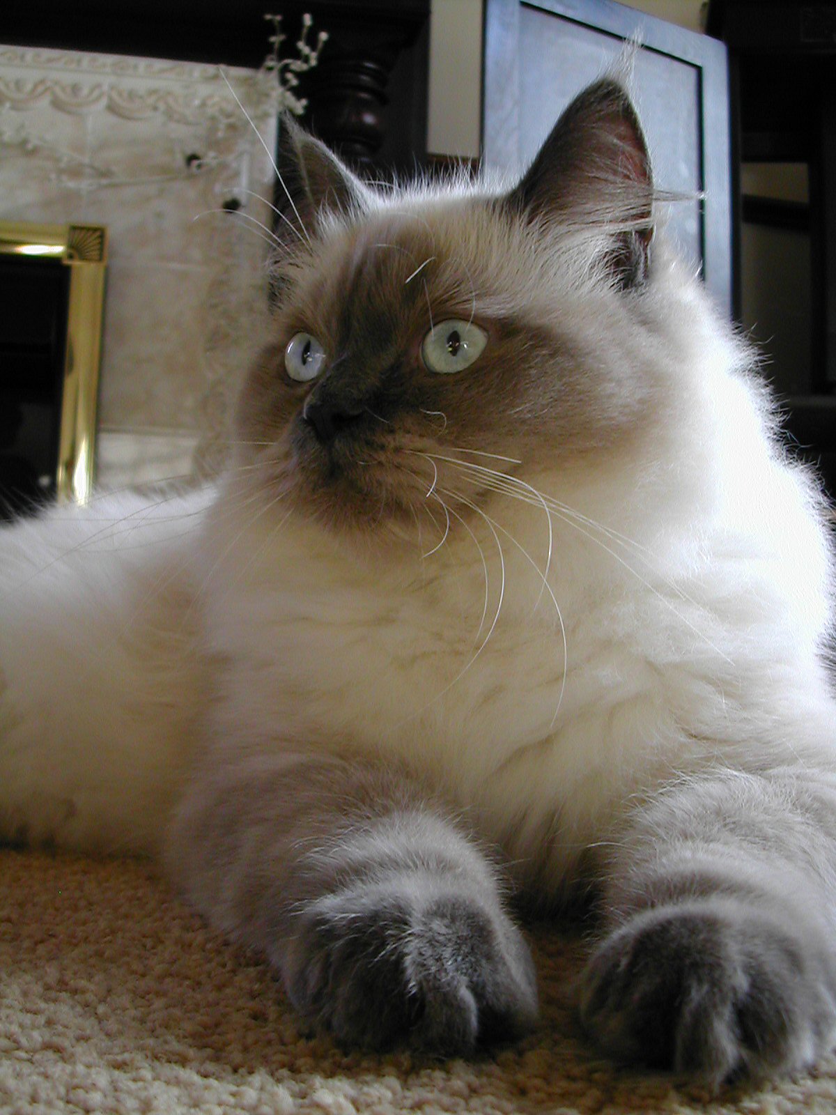Dårligt humør Samlet Vedhæftet fil Ragdoll | Cats Wiki | Fandom