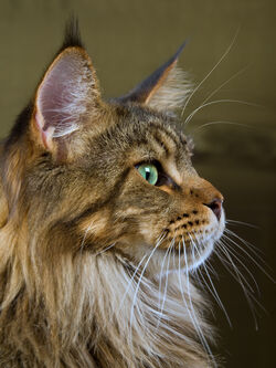 Maine-coon-tabby