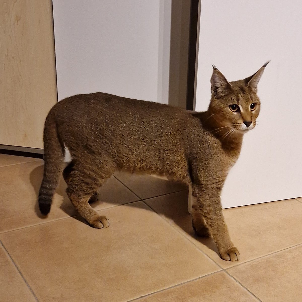 lynx domestic cat hybrid