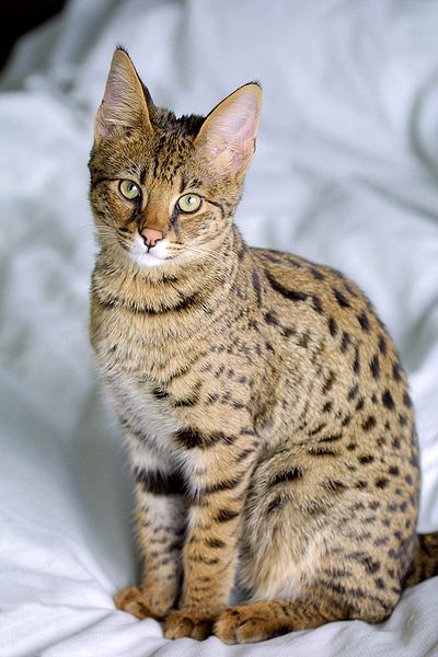 Asian golden cat - Wikipedia