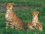 Cheetahs.jpg
