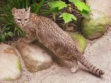 Geoffroy's Cat
