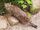 Geoffroy's Cat