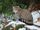 European Wildcat