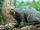 Jaguarundi