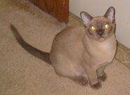 Champagne American Burmese