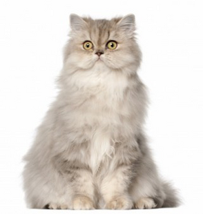 White Persian Cat Standing In White Background
