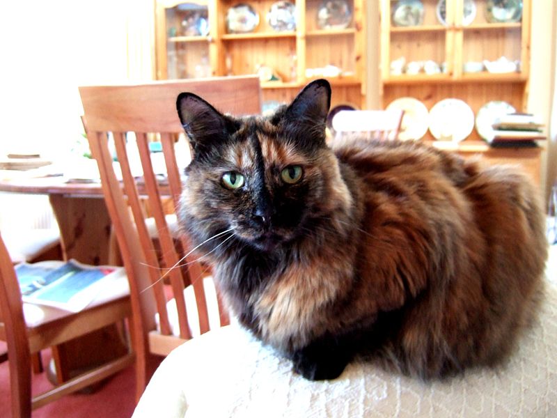 Tortoiseshell cat - Wikipedia