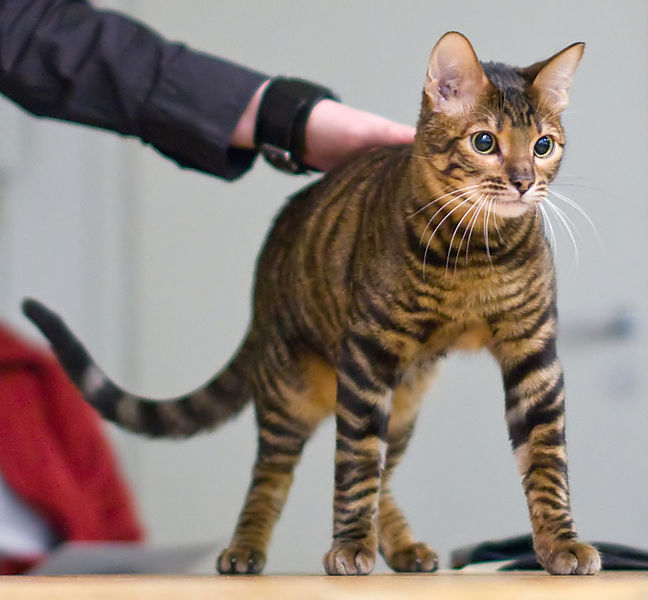 Toyger leopard store