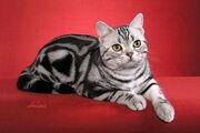 American-shorthair-2nd