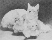 Luchsies mom and children