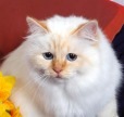 Red point, two year old female Birman