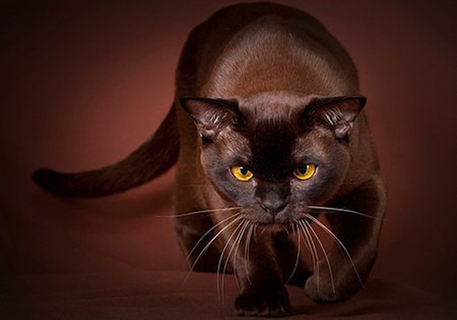 Cats Wiki