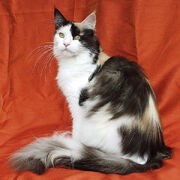 Maine Coon female