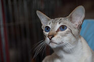 Lynx point siamese