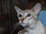 Lynx Point