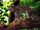 Margay