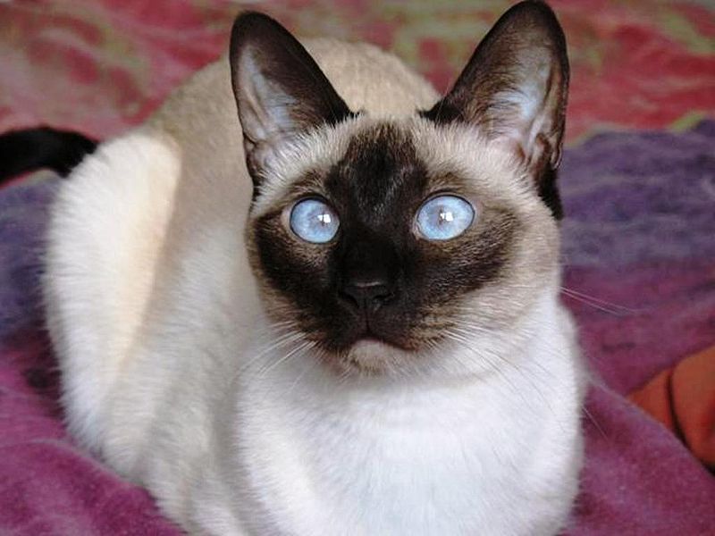 seal point siamese cats facts