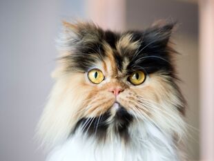 Calico Persian cat