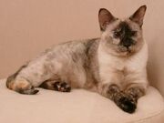 Tortie-point.jpg