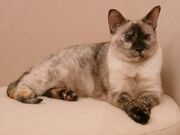 Tortie-point