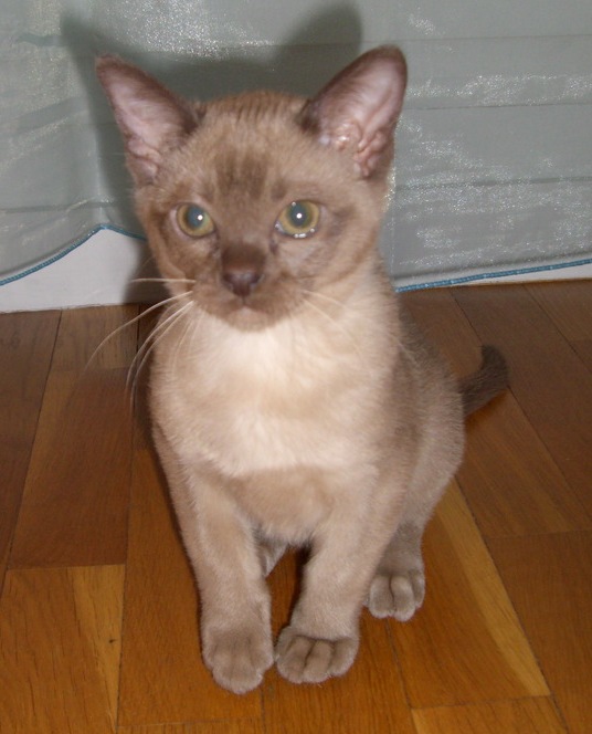 brown burmese kitten