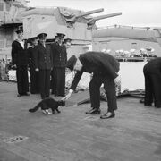 Blackie and Churchill.jpg