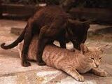 Cat Mating