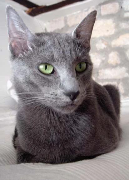 What Cat Breeds are Gray: Stunning Feline Shades Revealed
