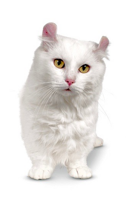 White Kinkalow Cat