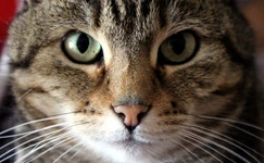 Cat-front.jpg (228 KB)