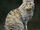 African Wildcat