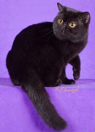 Exotic Shorthair - (Black)