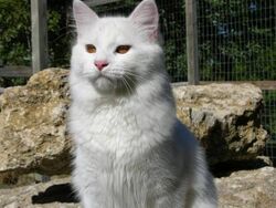 Turkish Vankedisi Cat.jpg