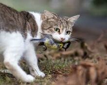Feral cat