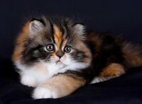 A calico Persian Kitten