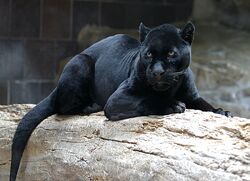 Black Panther