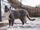 Brazilian Shorthair