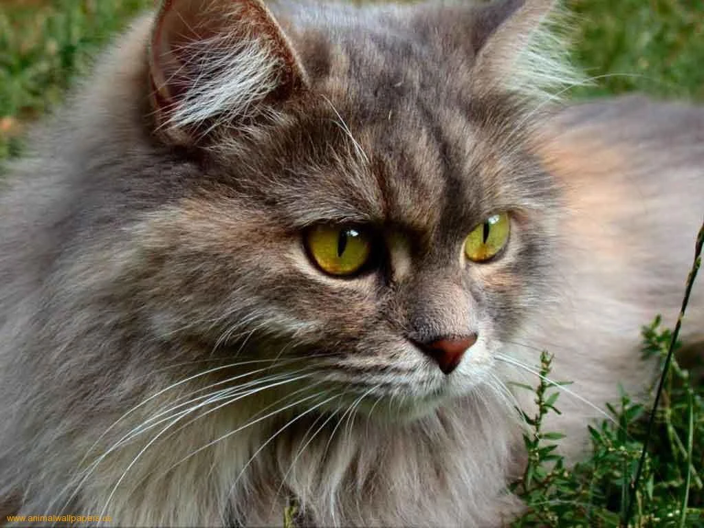 Ер кот. Сибирский камышовый кот. Кот дашун из тюмени. Кот дашун долгожитель. Ер кот.