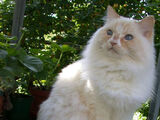 Ragamuffin