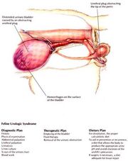 Feline urologic syndrome en