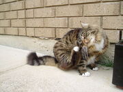 Munchkin cat grooming