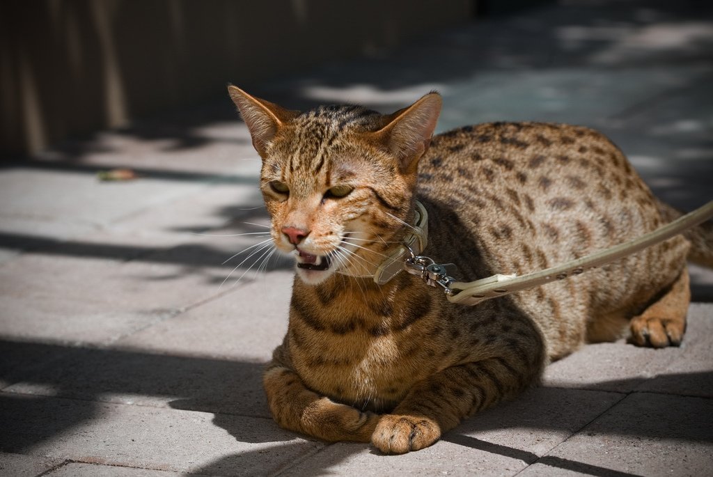 Farm cat - Wikipedia