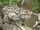 Iriomote Cat