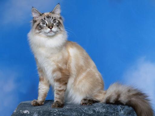 seal point siamese lynx