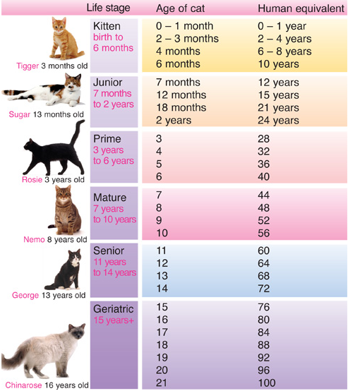 7 years hot sale cat age