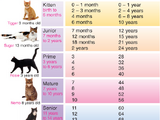 Cat Age