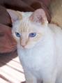 Colorpoint (Flame point siamese) cat