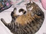 Ожирение у кошек
