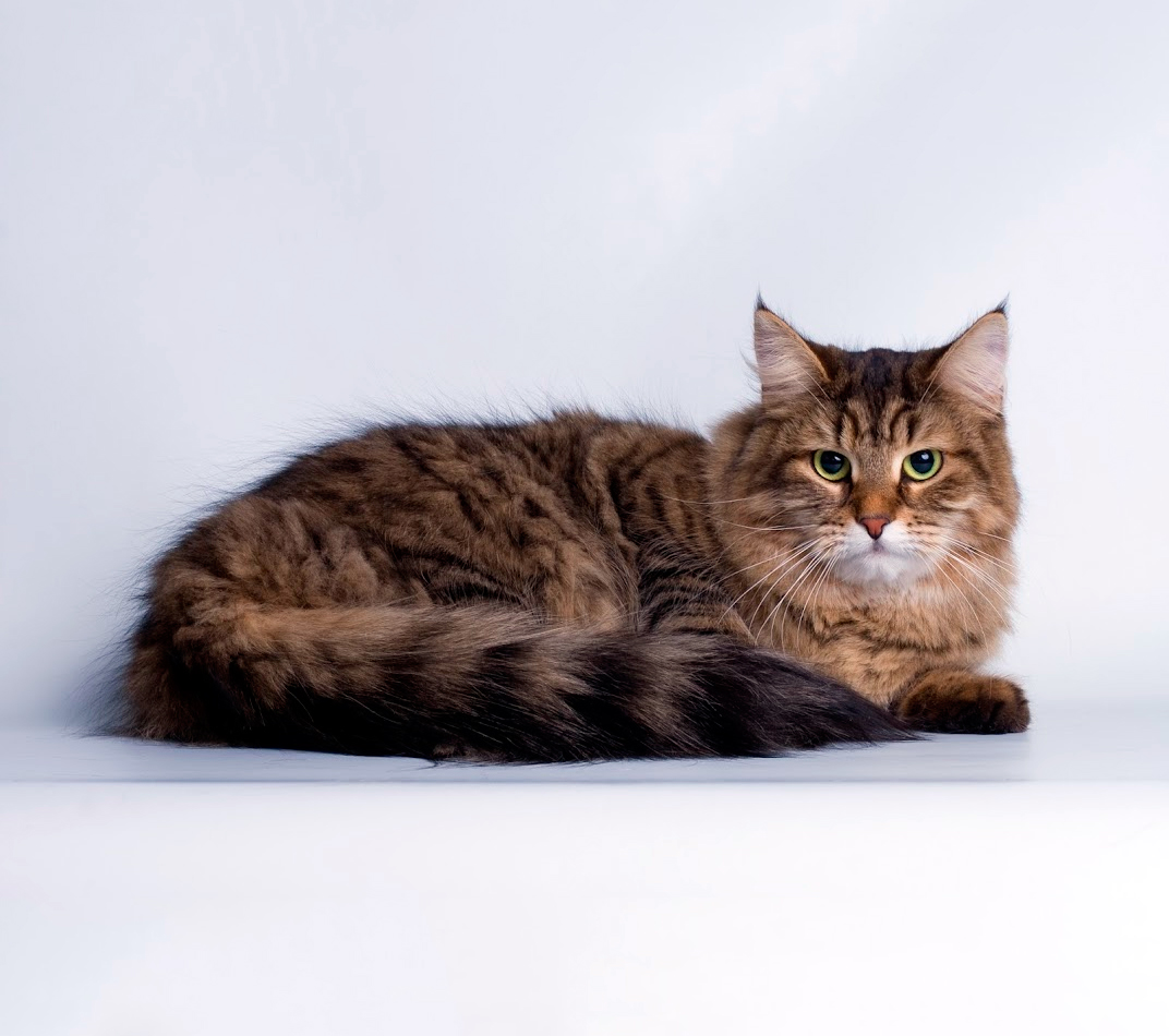 Порода кошек: Сибирская кошка